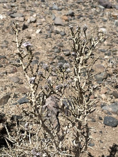 Aloysia deserticola, photographed by Franco Capriroli