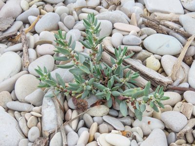 Polygonum maritimum, photographed by Emanuele Santarelli
