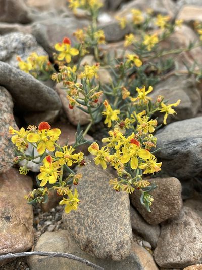 Dinemandra ericoides, photographed by Franco Capriroli