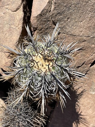 Copiapoa marginata, photographed by Franco Capriroli