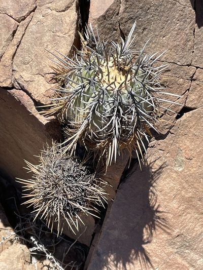 Copiapoa marginata, photographed by Franco Capriroli