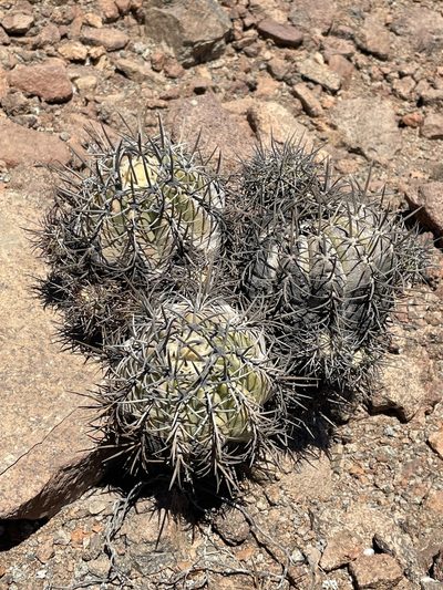 Copiapoa marginata, photographed by Franco Capriroli