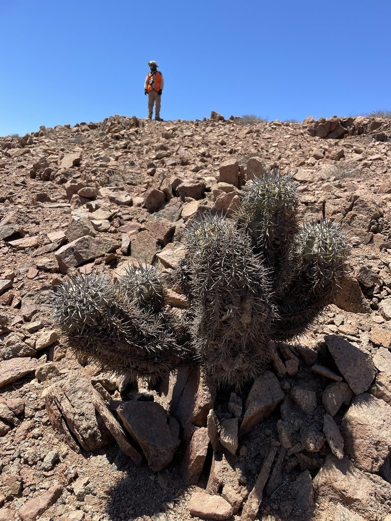 Copiapoa marginata, photographed by Franco Capriroli
