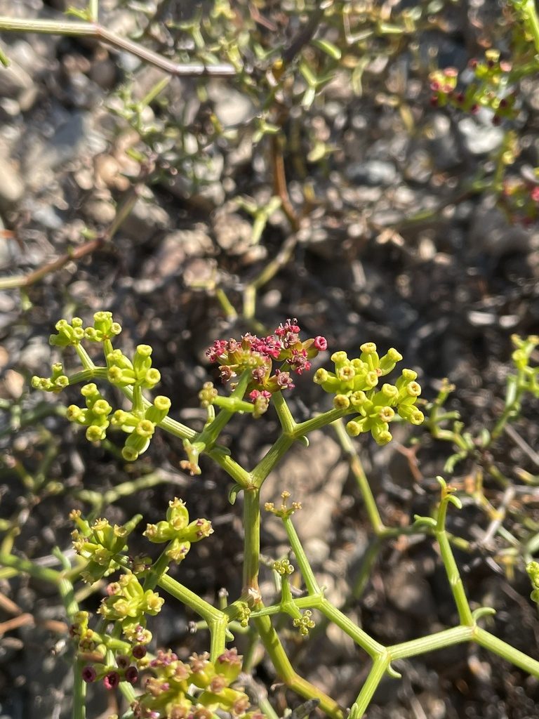 Gymnophyton foliosum, photographed by Franco Capriroli