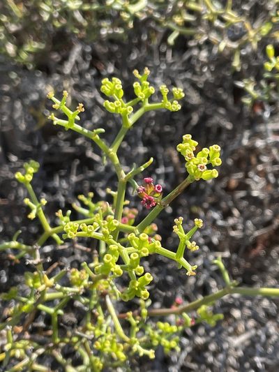 Gymnophyton foliosum, photographed by Franco Capriroli