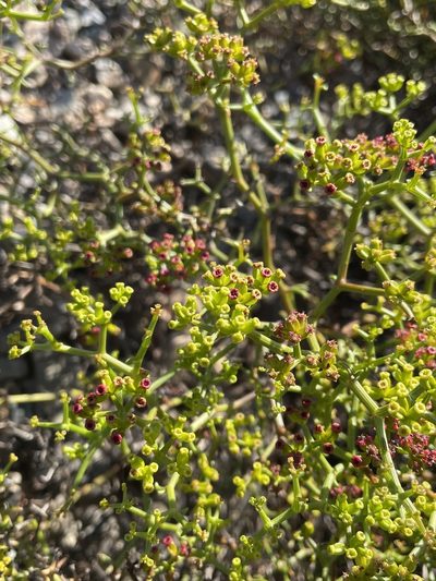 Gymnophyton foliosum, photographed by Franco Capriroli
