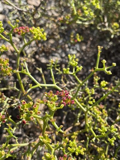 Gymnophyton foliosum, photographed by Franco Capriroli