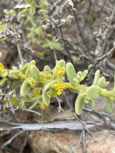 Tetragonia angustifolia, photographed by Franco Capriroli