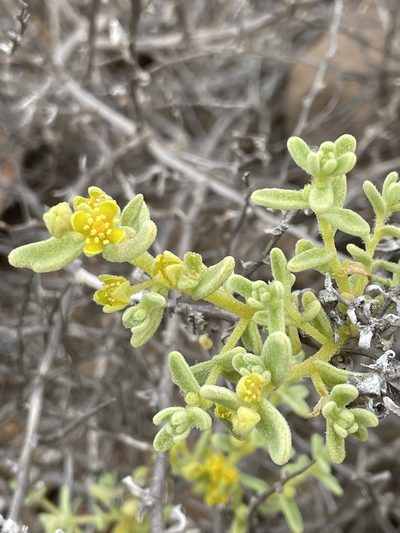 Tetragonia angustifolia, photographed by Franco Capriroli