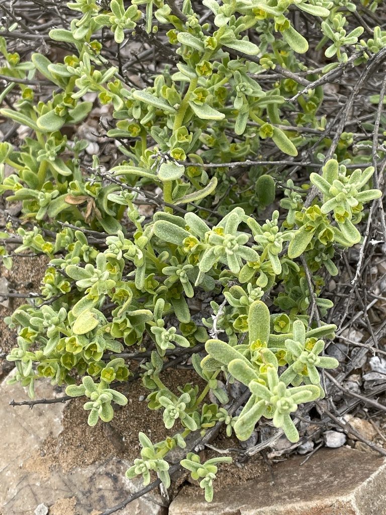 Tetragonia angustifolia, photographed by Franco Capriroli
