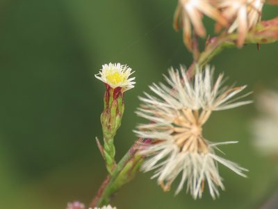 Aster squamatus, photographed by Emanuele Santarelli