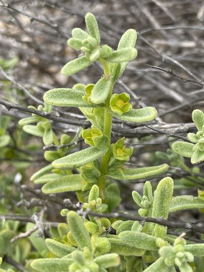 Tetragonia angustifolia, photographed by Franco Capriroli