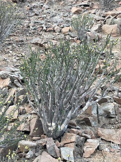 Euphorbia lactiflua, photographed by Franco Capriroli