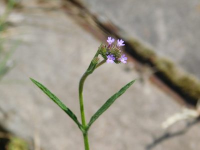 Verbena litoralis, photographed by Pablo Bombín