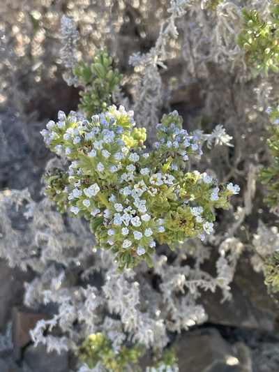 Heliotropium pycnophyllum, photographed by Franco Capriroli