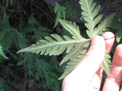 Bommeria pedata, photographed by Viacheslav Shalisko