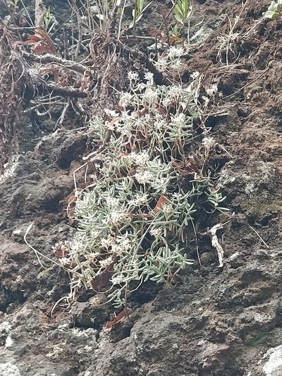 Sedum fusiforme, photographed by Vítor Jorge