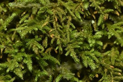 Heterocladium macounii, photographed by Braden J. Judson