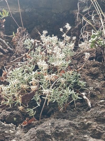 Sedum fusiforme, photographed by Vítor Jorge
