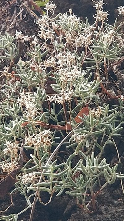 Sedum fusiforme, photographed by Vítor Jorge