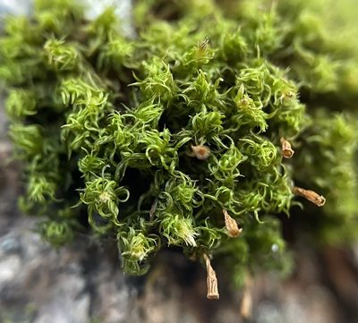 Ulota crispula, photographed by Zihao Wang
