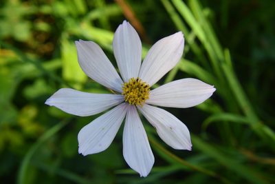 Cosmos diversifolius, photographed by Neptalí Ramírez Marcial