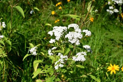 Stevia ovata, photographed by Neptalí Ramírez Marcial