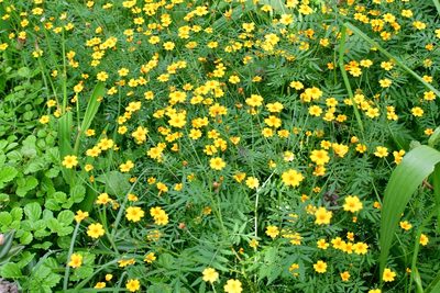 Tagetes tenuifolia, photographed by Neptalí Ramírez Marcial