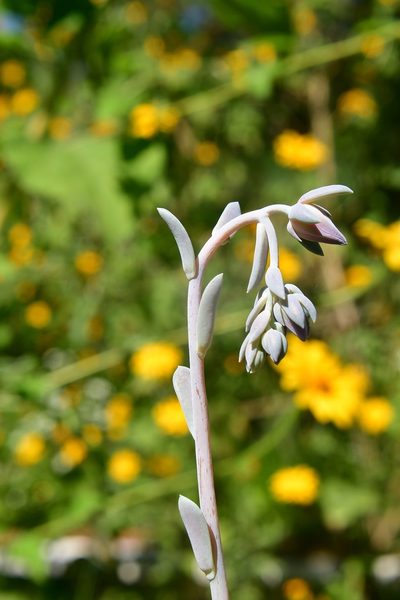 Echeveria prunina, photographed by Neptalí Ramírez Marcial