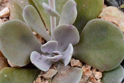 Echeveria prunina, photographed by Neptalí Ramírez Marcial