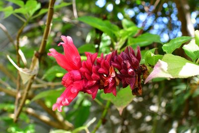 Salvia wagneriana, photographed by Neptalí Ramírez Marcial