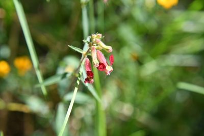 Cuphea hookeriana, photographed by Neptalí Ramírez Marcial