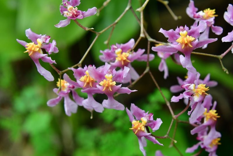 Oncidium sotoanum, photographed by Neptalí Ramírez Marcial