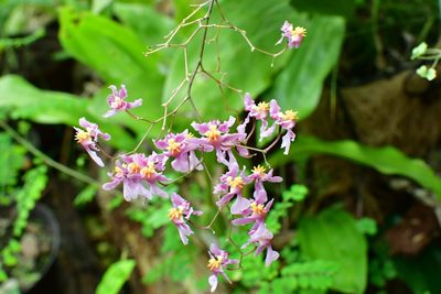 Oncidium sotoanum, photographed by Neptalí Ramírez Marcial