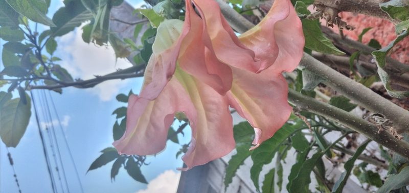 Brugmansia arborea, photographed by Fede y Vani