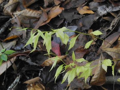 Campanula divaricata, photographed by Michael J. Papay