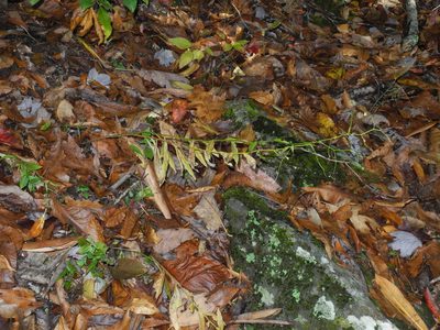 Hieracium paniculatum