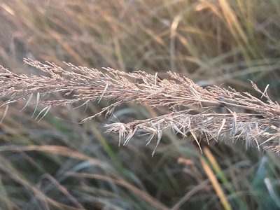 Calamagrostis epigejos, photographed by Ivan Celikov