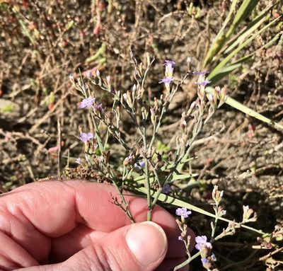 Limonium carolinianum, photographed by Mary Spilman