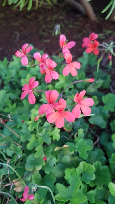 Pelargonium tongaense, photographed by Margaret Burger