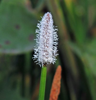 Eleocharis elegans, photographed by Hugo Hulsberg