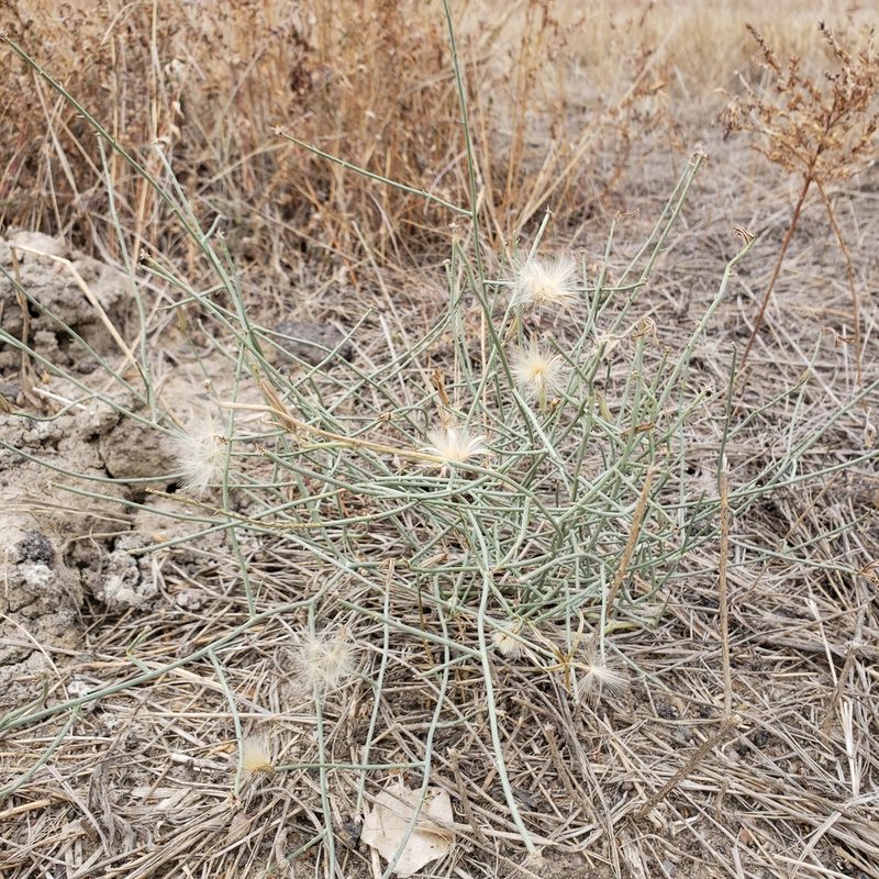 Lygodesmia juncea, photographed by Robert Hoard