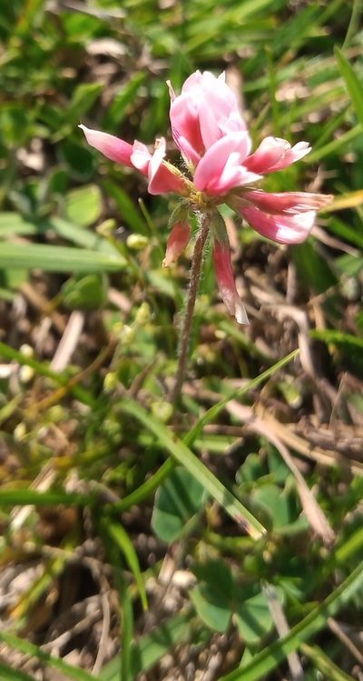 Trifolium polymorphum, photographed by Juan Manuel Barreneche