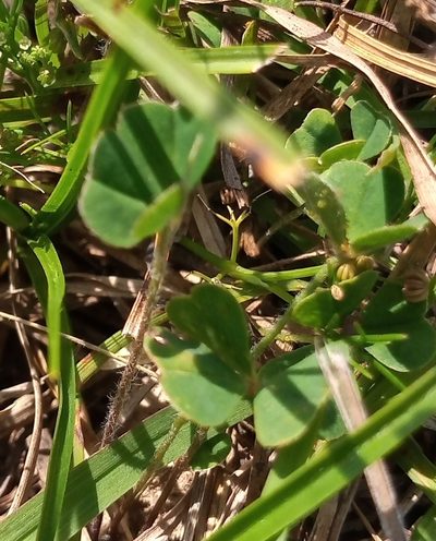 Trifolium polymorphum, photographed by Juan Manuel Barreneche