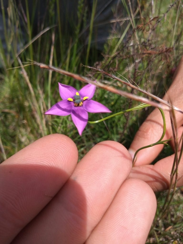 Zygostigma australe, photographed by Juan Manuel Barreneche