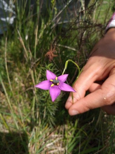 Zygostigma australe, photographed by Juan Manuel Barreneche