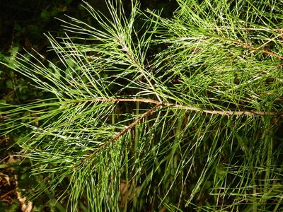 Pinus glabra, photographed by Ryan Watson