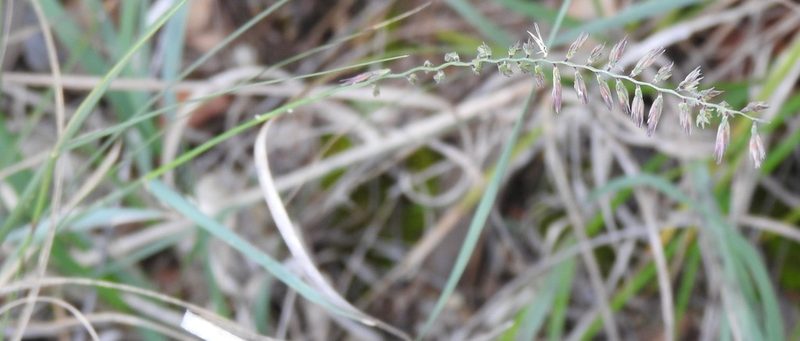 Bouteloua curtipendula, photographed by saltyhiker