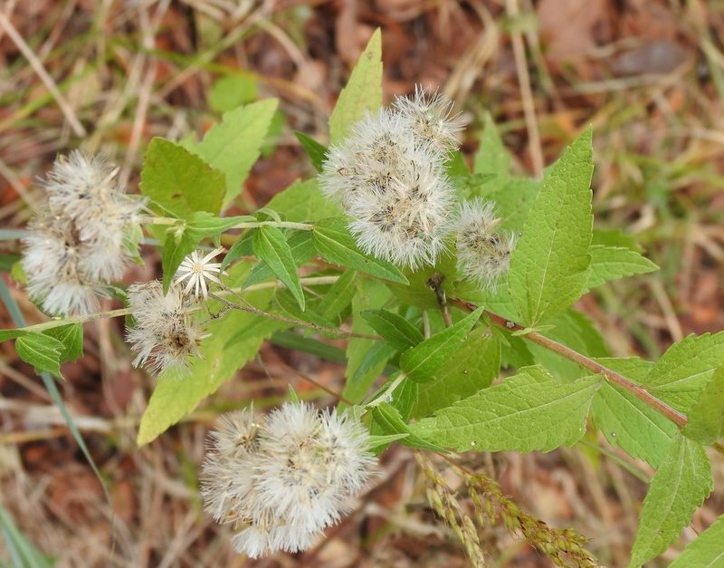 Brickellia eupatorioides, photographed by saltyhiker