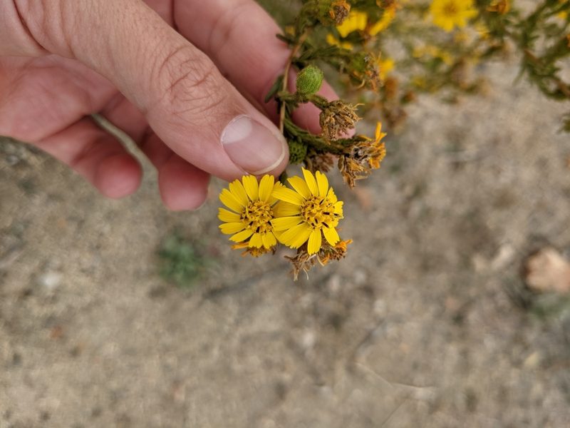 Deinandra floribunda, photographed by sdash